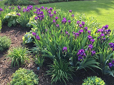 beautiful flower garden